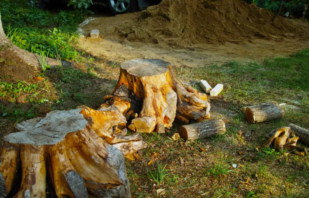 Dessouchage à Villers-Bocage